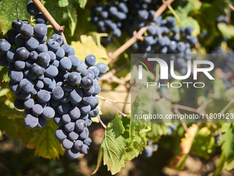 A detailed shot shows a Uva di Troia grape cluster hanging on the vine, nearing maturity, in Italy, on October 1, 2020. The image highlights...