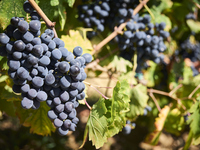 A detailed shot shows a Uva di Troia grape cluster hanging on the vine, nearing maturity, in Italy, on October 1, 2020. The image highlights...