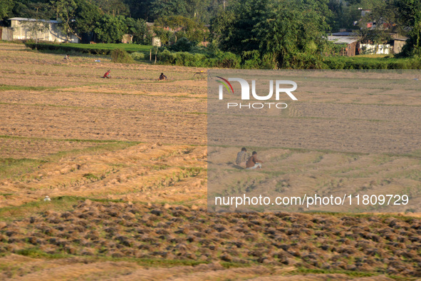 Indian village women are seen on their farmland in Bihar, India, on November 24, 2024. 