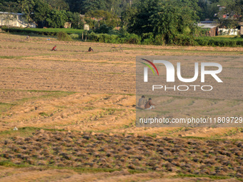 Indian village women are seen on their farmland in Bihar, India, on November 24, 2024. (