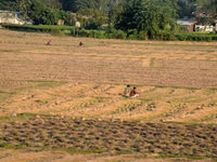 Indian village women are seen on their farmland in Bihar, India, on November 24, 2024. (