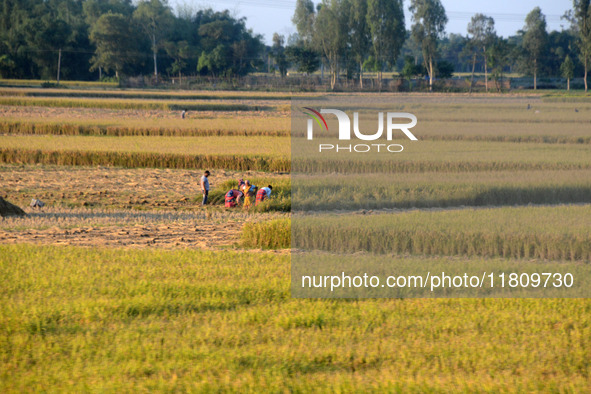 Indian village women are seen on their farmland in Bihar, India, on November 24, 2024. 