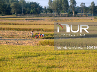 Indian village women are seen on their farmland in Bihar, India, on November 24, 2024. (