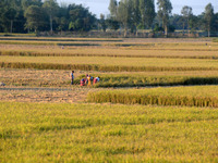 Indian village women are seen on their farmland in Bihar, India, on November 24, 2024. (