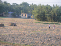 Indian village women are seen on their farmland in Bihar, India, on November 24, 2024. (