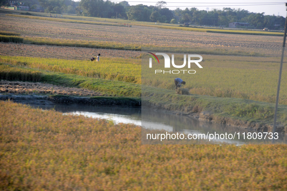 Indian village women are seen on their farmland in Bihar, India, on November 24, 2024. 