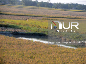 Indian village women are seen on their farmland in Bihar, India, on November 24, 2024. (