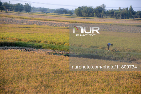 Indian village women are seen on their farmland in Bihar, India, on November 24, 2024. 