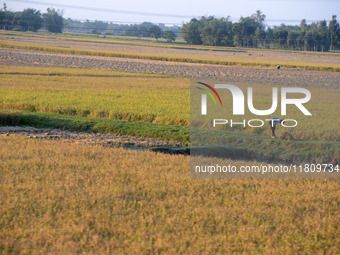 Indian village women are seen on their farmland in Bihar, India, on November 24, 2024. (