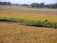 Indian village women are seen on their farmland in Bihar, India, on November 24, 2024. (