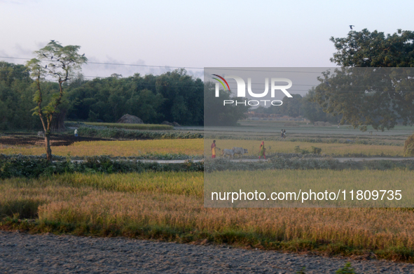 Indian village women are seen on their farmland in Bihar, India, on November 24, 2024. 