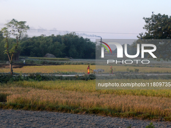 Indian village women are seen on their farmland in Bihar, India, on November 24, 2024. (