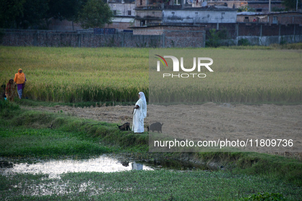 Indian village women are seen on their farmland in Bihar, India, on November 24, 2024. 