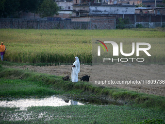 Indian village women are seen on their farmland in Bihar, India, on November 24, 2024. (