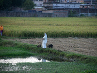 Indian village women are seen on their farmland in Bihar, India, on November 24, 2024. (