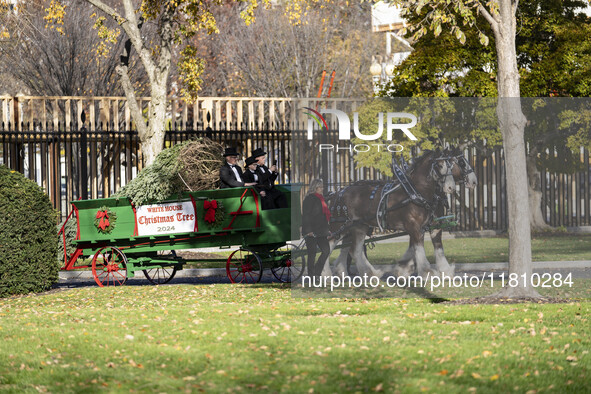 The official White House Christmas Tree arrives in Washington, DC, on November 25, 2024, and is received by First Lady Jill Biden. Here are...