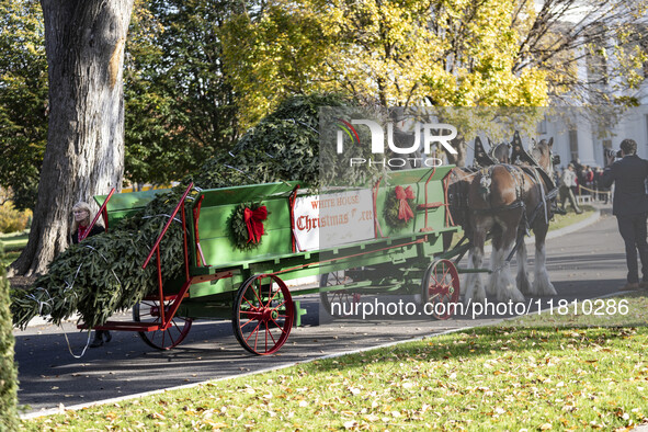 The official White House Christmas Tree arrives in Washington, DC, on November 25, 2024, and is received by First Lady Jill Biden. Here are...