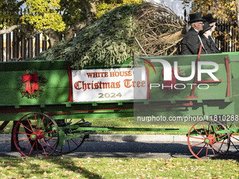 The official White House Christmas Tree arrives in Washington, DC, on November 25, 2024, and is received by First Lady Jill Biden. Here are...