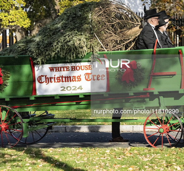 The official White House Christmas Tree arrives in Washington, DC, on November 25, 2024, and is received by First Lady Jill Biden. Here are...