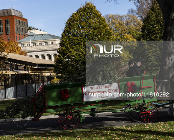 The official White House Christmas Tree arrives in Washington, DC, on November 25, 2024, and is received by First Lady Jill Biden. Here are...