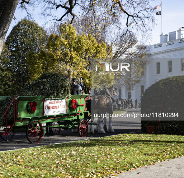 The official White House Christmas Tree arrives in Washington, DC, on November 25, 2024, and is received by First Lady Jill Biden. Here are...