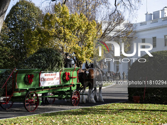 The official White House Christmas Tree arrives in Washington, DC, on November 25, 2024, and is received by First Lady Jill Biden. Here are...