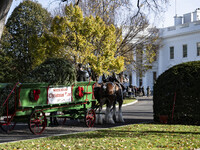 The official White House Christmas Tree arrives in Washington, DC, on November 25, 2024, and is received by First Lady Jill Biden. Here are...