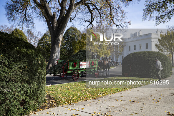 The official White House Christmas Tree arrives in Washington, DC, on November 25, 2024, and is received by First Lady Jill Biden. Here are...