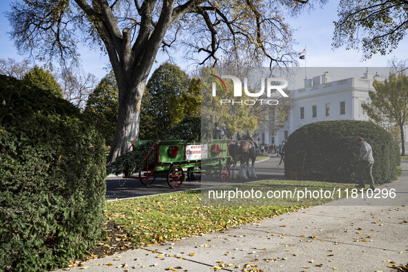 The official White House Christmas Tree arrives in Washington, DC, on November 25, 2024, and is received by First Lady Jill Biden. Here are...