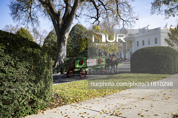 The official White House Christmas Tree arrives in Washington, DC, on November 25, 2024, and is received by First Lady Jill Biden. Here are...