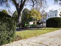 The official White House Christmas Tree arrives in Washington, DC, on November 25, 2024, and is received by First Lady Jill Biden. Here are...