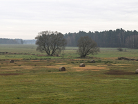 KRAKOW, POLAND - NOVEMBER 19:   
A typical November landscape with grey frozen fields and leafless trees, seen from a Krakow-Warsaw train wi...