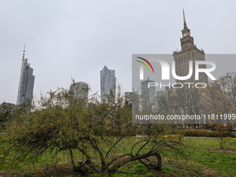 WARSAW, POLAND - NOVEMBER 19:   
The Palace of Culture and Science in Warsaw on a cold November day, on November 19, 2024 in Warsaw, Poland....