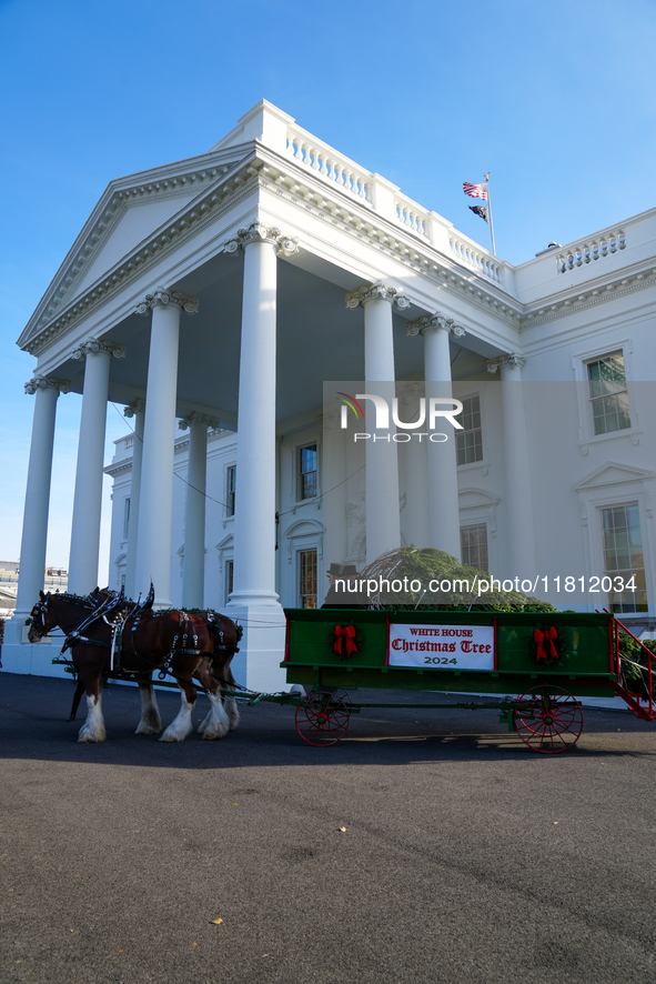 Presidential grandson Beau Biden joins the First Lady at the arrival of the White House Christmas Tree. The tree from North Carolina is deli...