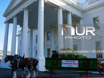 Presidential grandson Beau Biden joins the First Lady at the arrival of the White House Christmas Tree. The tree from North Carolina is deli...