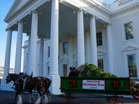 Presidential grandson Beau Biden joins the First Lady at the arrival of the White House Christmas Tree. The tree from North Carolina is deli...