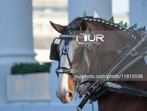 Presidential grandson Beau Biden joins the First Lady at the arrival of the White House Christmas Tree. The tree from North Carolina is deli...