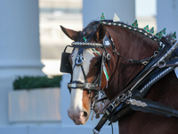 Presidential grandson Beau Biden joins the First Lady at the arrival of the White House Christmas Tree. The tree from North Carolina is deli...