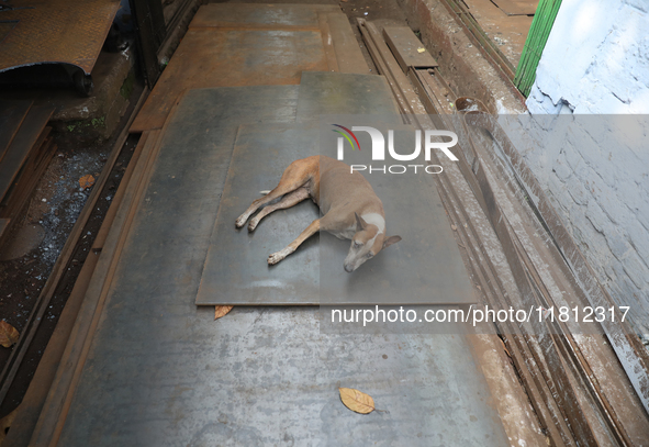 A stray dog rests on iron plates outside a shop at a steel and iron wholesale market in Kolkata, India, on November 26, 2024. In November 20...