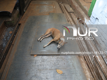 A stray dog rests on iron plates outside a shop at a steel and iron wholesale market in Kolkata, India, on November 26, 2024. In November 20...