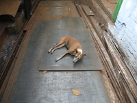 A stray dog rests on iron plates outside a shop at a steel and iron wholesale market in Kolkata, India, on November 26, 2024. In November 20...