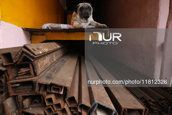 A pet dog sits inside a shop at a wholesale steel and iron market in Kolkata, India, on November 26, 2024. In November 2024, India's domesti...