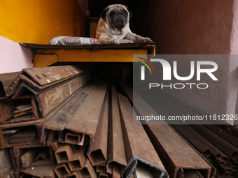 A pet dog sits inside a shop at a wholesale steel and iron market in Kolkata, India, on November 26, 2024. In November 2024, India's domesti...