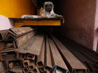 A pet dog sits inside a shop at a wholesale steel and iron market in Kolkata, India, on November 26, 2024. In November 2024, India's domesti...