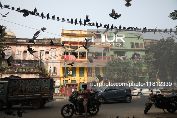 Pigeons sit on overhead electric power cables on the roadside near a steel and iron wholesale market in Kolkata, India, on November 26, 2024...