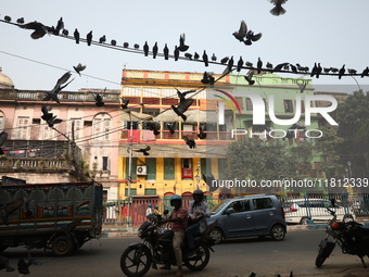 Pigeons sit on overhead electric power cables on the roadside near a steel and iron wholesale market in Kolkata, India, on November 26, 2024...