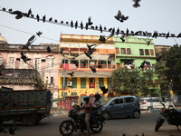 Pigeons sit on overhead electric power cables on the roadside near a steel and iron wholesale market in Kolkata, India, on November 26, 2024...