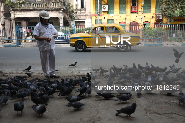 A man feeds pigeons on the roadside near a steel and iron wholesale market in Kolkata, India, on November 26, 2024. 