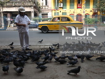 A man feeds pigeons on the roadside near a steel and iron wholesale market in Kolkata, India, on November 26, 2024. (