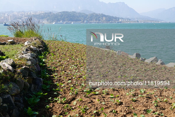 Crops grow on the sandified land after treatment at the Three Gorges Reservoir area in Yichang, Hubei province, China, on November 28, 2024....